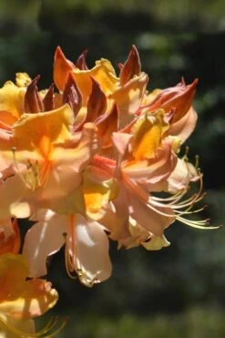 Dancing Rabbit Aromi Azalea (Rhododendron Hybrid) - 3 Gallon Pot 9 Dancing Rabbit Aromi Azalea (Rhododendron Hybrid) - 3 Gallon Pot -Garden Outdoor Plant Store Native Azalea Dancing Rabbit 2