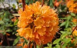 Dons Variegated Native Azalea - Rhododendron - 1 Gallon Pot 11 Dons Variegated Native Azalea - Rhododendron - 1 Gallon Pot -Garden Outdoor Plant Store Native Azalea Dons Variegated 10