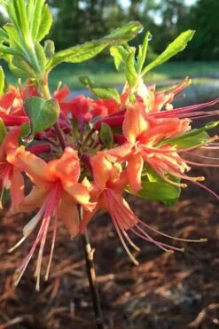 Evening Sunset Native Azalea (Rhododendron Austrinum) - 3 Gallon Pot 10 Evening Sunset Native Azalea (Rhododendron Austrinum) - 3 Gallon Pot -Garden Outdoor Plant Store Native Azalea Evening Sunset 1
