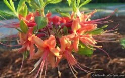 Evening Sunset Native Azalea (Rhododendron Austrinum) - 3 Gallon Pot 11 Evening Sunset Native Azalea (Rhododendron Austrinum) - 3 Gallon Pot -Garden Outdoor Plant Store Native Azalea Evening Sunset 2