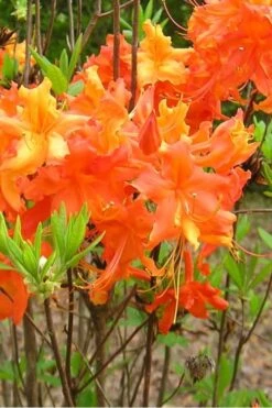 Frontier Gold Aromi Azalea (Rhododendron Hybrid) - 1 Gallon Pot -Garden Outdoor Plant Store Native Azalea Frontier Gold 2