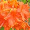 Frontier Gold Aromi Azalea (Rhododendron Hybrid) - 1 Gallon Pot -Garden Outdoor Plant Store Native Azalea Frontier Gold 3