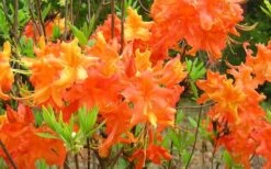 Frontier Gold Aromi Azalea (Rhododendron Hybrid) - 1 Gallon Pot -Garden Outdoor Plant Store Native Azalea Frontier Gold 4