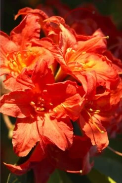 Great Balls Of Fire Aromi Azalea (Rhododendron) - 3 Gallon Pot -Garden Outdoor Plant Store Native Azalea Great Balls Of Fire 1