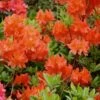 Great Balls Of Fire Aromi Azalea (Rhododendron) - 3 Gallon Pot 1 Great Balls Of Fire Aromi Azalea (Rhododendron) - 3 Gallon Pot -Garden Outdoor Plant Store Native Azalea Great Balls Of Fire 2