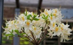 High Tide Aromi Azalea (Deciduous Rhododendron Hybrid) - 1 Gallon Pot 10 High Tide Aromi Azalea (Deciduous Rhododendron Hybrid) - 1 Gallon Pot -Garden Outdoor Plant Store Native Azalea High Tide 2 1