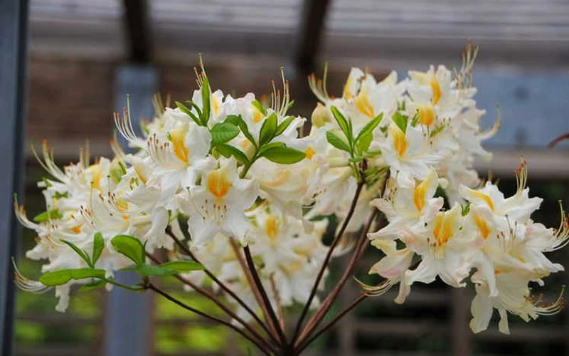 High Tide Aromi Azalea (Deciduous Rhododendron Hybrid) - 1 Gallon Pot 6 High Tide Aromi Azalea (Deciduous Rhododendron Hybrid) - 1 Gallon Pot - Image 4