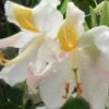 High Tide Aromi Azalea (Deciduous Rhododendron Hybrid) - 3 Gallon Pot -Garden Outdoor Plant Store Native Azalea Hight Tide 1