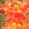 King's Trumpeter Aromi Azalea (Rhododendron Hybrid) - 3 Gallon Pot -Garden Outdoor Plant Store Native Azalea Kings Trumpeter 2