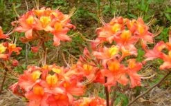 King's Trumpeter Aromi Azalea (Rhododendron Hybrid) - 3 Gallon Pot -Garden Outdoor Plant Store Native Azalea Kings Trumpeter 3
