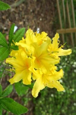 Lemonade Aromi Azalea (Rhododendron Hybrid) - 1 Gallon Pot -Garden Outdoor Plant Store Native Azalea Lemonade 10
