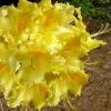 Lemonade Aromi Azalea (Rhododendron Hybrid) - 1 Gallon Pot -Garden Outdoor Plant Store Native Azalea Lemonade 11