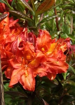 Mary Poppins Azalea (Rhododendron) - 5 Gallon Pot -Garden Outdoor Plant Store Native Azalea Mary Poppins 5