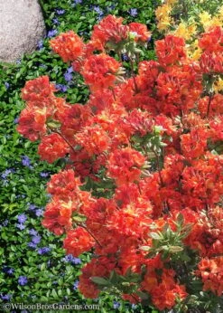 Mary Poppins Azalea (Rhododendron) - 5 Gallon Pot -Garden Outdoor Plant Store Native Azalea Mary Poppins 6