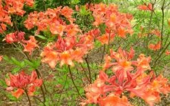 Mauvilla Gold Aromi Azalea (Rhododendron Hybrid) - 3 Gallon Pot -Garden Outdoor Plant Store Native Azalea Mauvila Gold 1