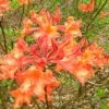 Mauvilla Gold Aromi Azalea (Rhododendron Hybrid) - 3 Gallon Pot 1 Mauvilla Gold Aromi Azalea (Rhododendron Hybrid) - 3 Gallon Pot -Garden Outdoor Plant Store Native Azalea Mauvila Gold 10