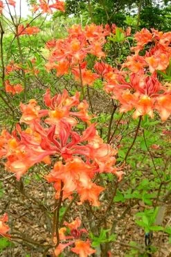 Mauvilla Gold Aromi Azalea (Rhododendron Hybrid) - 3 Gallon Pot -Garden Outdoor Plant Store Native Azalea Mauvila Gold 2