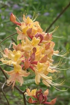 My Mary Native Azalea (Rhododendron) - 1 Gallon Pot -Garden Outdoor Plant Store Native Azalea My Mary 10 1