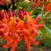 Oconee Native Azalea - Rhododendron Flammeum Speciosum - 3 Gallon Pot -Garden Outdoor Plant Store Native Azalea Oconee Flammeum 11