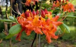 Oconee Native Azalea - Rhododendron Flammeum Speciosum - 3 Gallon Pot -Garden Outdoor Plant Store Native Azalea Oconee Flammeum 20