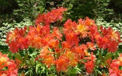 Oconee Native Azalea - Rhododendron Flammeum Speciosum - 3 Gallon Pot -Garden Outdoor Plant Store Native Azalea Oconee Flammeum 4