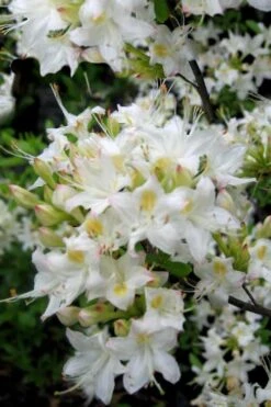 Pete McNees White Native Azalea - Rhododendron Albamanense - 3 Gallon Pot 9 Pete McNees White Native Azalea - Rhododendron Albamanense - 3 Gallon Pot -Garden Outdoor Plant Store Native Azalea Pete McNees 1