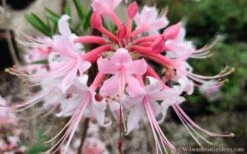 Varnadoes Phlox Pink Native Azalea - Rhododendron Canescens - 1 Gallon Pot 23 Varnadoes Phlox Pink Native Azalea - Rhododendron Canescens - 1 Gallon Pot -Garden Outdoor Plant Store Native Azalea Phlox Pink 30