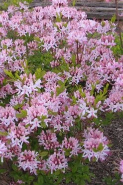 Pinxterbloom Azalea (Rhododendron Periclymenoides) - 3 Gallon Pot 16 Pinxterbloom Azalea (Rhododendron Periclymenoides) - 3 Gallon Pot -Garden Outdoor Plant Store Native Azalea Pinxterbloom 1