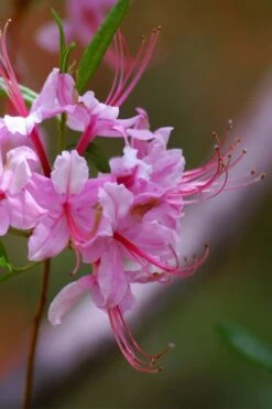 Pinxterbloom Azalea (Rhododendron Periclymenoides) - 3 Gallon Pot 21 Pinxterbloom Azalea (Rhododendron Periclymenoides) - 3 Gallon Pot -Garden Outdoor Plant Store Native Azalea Pinxterbloom 10