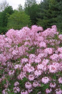 Pinxterbloom Azalea (Rhododendron Periclymenoides) - 3 Gallon Pot 17 Pinxterbloom Azalea (Rhododendron Periclymenoides) - 3 Gallon Pot -Garden Outdoor Plant Store Native Azalea Pinxterbloom 3