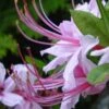 Pinxterbloom Azalea (Rhododendron Periclymenoides) - 3 Gallon Pot -Garden Outdoor Plant Store Native Azalea Pinxterbloom 4