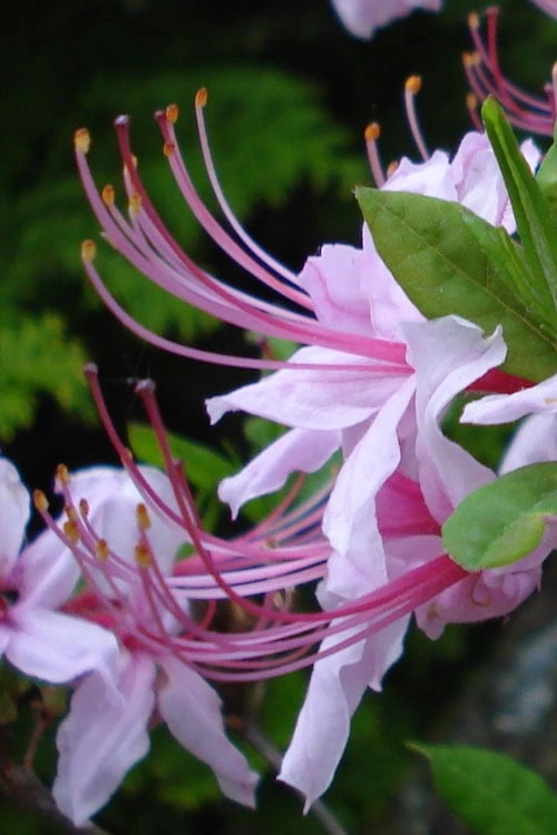 Pinxterbloom Azalea (Rhododendron Periclymenoides) - 3 Gallon Pot 3 Pinxterbloom Azalea (Rhododendron Periclymenoides) - 3 Gallon Pot