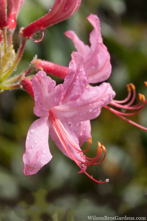 Pinxterbloom Azalea (Rhododendron Periclymenoides) - 3 Gallon Pot 10 Pinxterbloom Azalea (Rhododendron Periclymenoides) - 3 Gallon Pot - Image 8