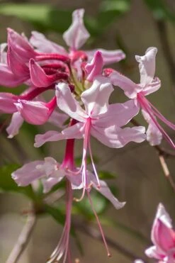 Pinxterbloom Azalea (Rhododendron Periclymenoides) - 3 Gallon Pot 20 Pinxterbloom Azalea (Rhododendron Periclymenoides) - 3 Gallon Pot -Garden Outdoor Plant Store Native Azalea Pinxterbloom 9