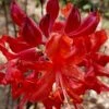 Radiant Red Aromi Azalea (Rhododendron Hybrid) - 1 Gallon Pot 2 Radiant Red Aromi Azalea (Rhododendron Hybrid) - 1 Gallon Pot -Garden Outdoor Plant Store Native Azalea Radiant Red 5 1