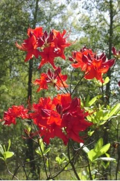 Radiant Red Aromi Azalea (Rhododendron Hybrid) - 3 Gallon Pot -Garden Outdoor Plant Store Native Azalea Radiant Red 6
