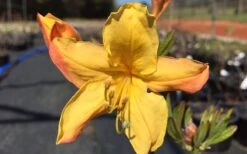 Spring Fanfare Aromi Azalea (Rhododendron Hybrid) - 1 Gallon Pot 9 Spring Fanfare Aromi Azalea (Rhododendron Hybrid) - 1 Gallon Pot -Garden Outdoor Plant Store Native Azalea Spring Fanfare 3