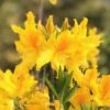 Sunny Side Up Aromi Azalea (Rhododendron Hybrid) - 1 Gallon Pot -Garden Outdoor Plant Store Native Azalea Sunny Side Up 4