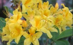 Sunny Side Up Aromi Azalea (Rhododendron Hybrid) - 1 Gallon Pot 11 Sunny Side Up Aromi Azalea (Rhododendron Hybrid) - 1 Gallon Pot -Garden Outdoor Plant Store Native Azalea Sunny Side Up 5