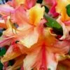 Tallulah Sunrise Native Azalea (Rhododendron) - 3 Gallon Pot 2 Tallulah Sunrise Native Azalea (Rhododendron) - 3 Gallon Pot -Garden Outdoor Plant Store Native Azalea Tallulah Sunrise 20
