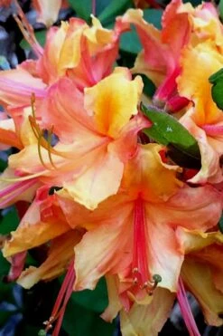 Tallulah Sunrise Native Azalea (Rhododendron) - 3 Gallon Pot