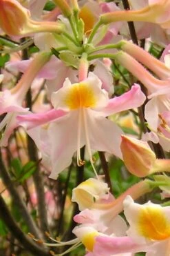 Touch Of Pink Aromi Azalea (Rhododendron Hybrid) - 3 Gallon Pot -Garden Outdoor Plant Store Native Azalea Touch Of Pink 2