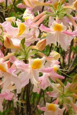 Touch Of Pink Aromi Azalea (Rhododendron Hybrid) - 3 Gallon Pot -Garden Outdoor Plant Store Native Azalea Touch Of Pink 4