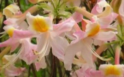 Touch Of Pink Aromi Azalea (Rhododendron Hybrid) - 3 Gallon Pot -Garden Outdoor Plant Store Native Azalea Touch Of Pink 5