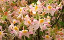 Touch Of Pink Aromi Azalea (Rhododendron Hybrid) - 3 Gallon Pot -Garden Outdoor Plant Store Native Azalea Touch Of Pink 7