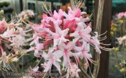 Varnadoes Phlox Pink Native Azalea - Rhododendron Canescens - 1 Gallon Pot 19 Varnadoes Phlox Pink Native Azalea - Rhododendron Canescens - 1 Gallon Pot -Garden Outdoor Plant Store Native Azalea Varnadoes Pink Phlox 50