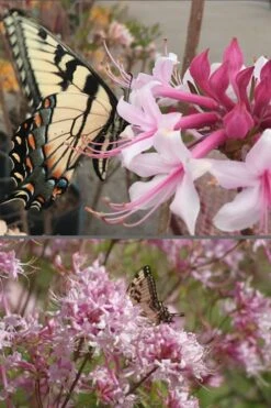 Varnadoes Phlox Pink Native Azalea - Rhododendron Canescens - 1 Gallon Pot 16 Varnadoes Phlox Pink Native Azalea - Rhododendron Canescens - 1 Gallon Pot -Garden Outdoor Plant Store Native Azalea Varnadoes Pink Phlox 55