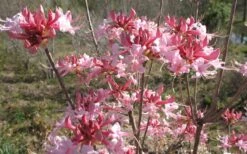 Varnadoes Phlox Pink Native Azalea - Rhododendron Canescens - 1 Gallon Pot 18 Varnadoes Phlox Pink Native Azalea - Rhododendron Canescens - 1 Gallon Pot -Garden Outdoor Plant Store Native Azalea Varnadoes pink Blooms 3