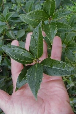 Wheeler's Cold Hardy Fragrant Tea Olive (Osmanthus) - 3 Gallon Pot 13 Wheeler's Cold Hardy Fragrant Tea Olive (Osmanthus) - 3 Gallon Pot -Garden Outdoor Plant Store Osmanthus Carl Wheeler 6