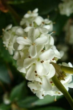 Wheeler's Cold Hardy Fragrant Tea Olive (Osmanthus) - 3 Gallon Pot 11 Wheeler's Cold Hardy Fragrant Tea Olive (Osmanthus) - 3 Gallon Pot -Garden Outdoor Plant Store Osmanthus Carl Wheeler 9